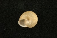 扁蝸牛藏品圖，第2張